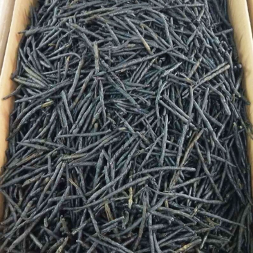 苦丁大叶苦丁苦丁茶实拍苦丁一手货源