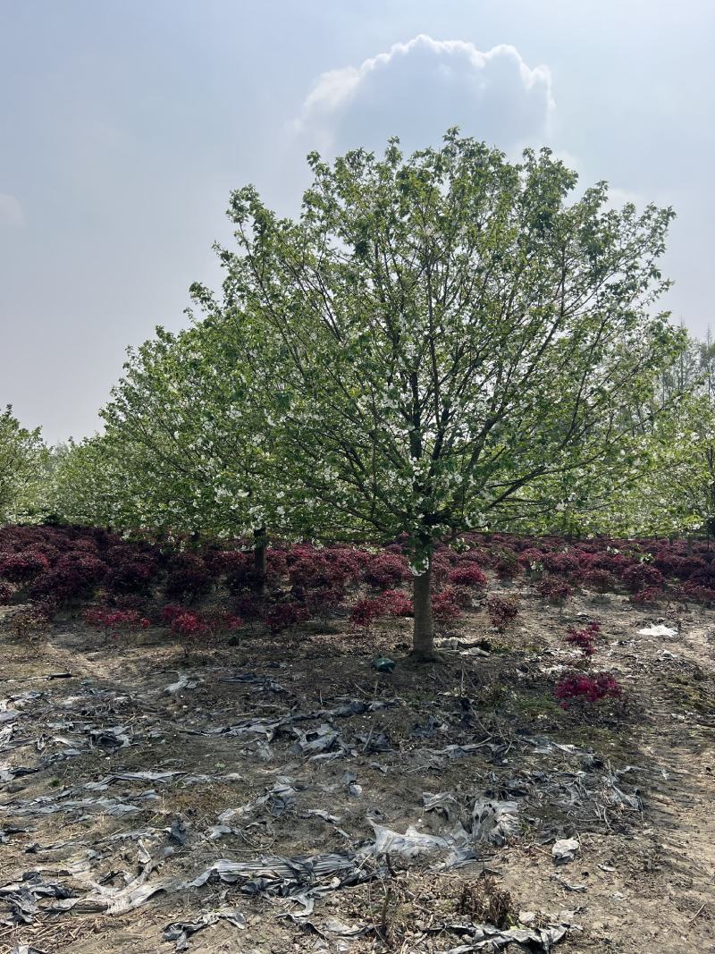 早樱花树，基地大量出售早樱花树，树形优美易存活。