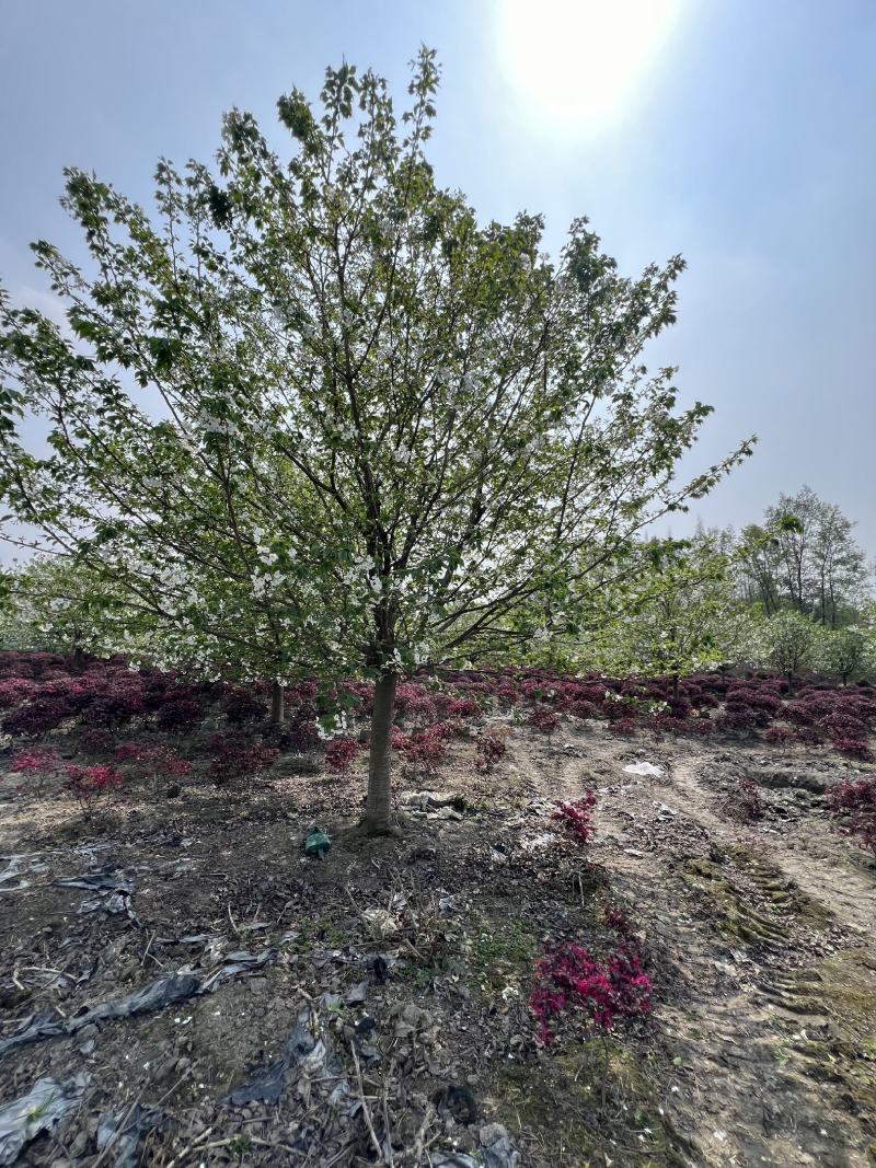 早樱花树，基地大量出售早樱花树，树形优美易存活。