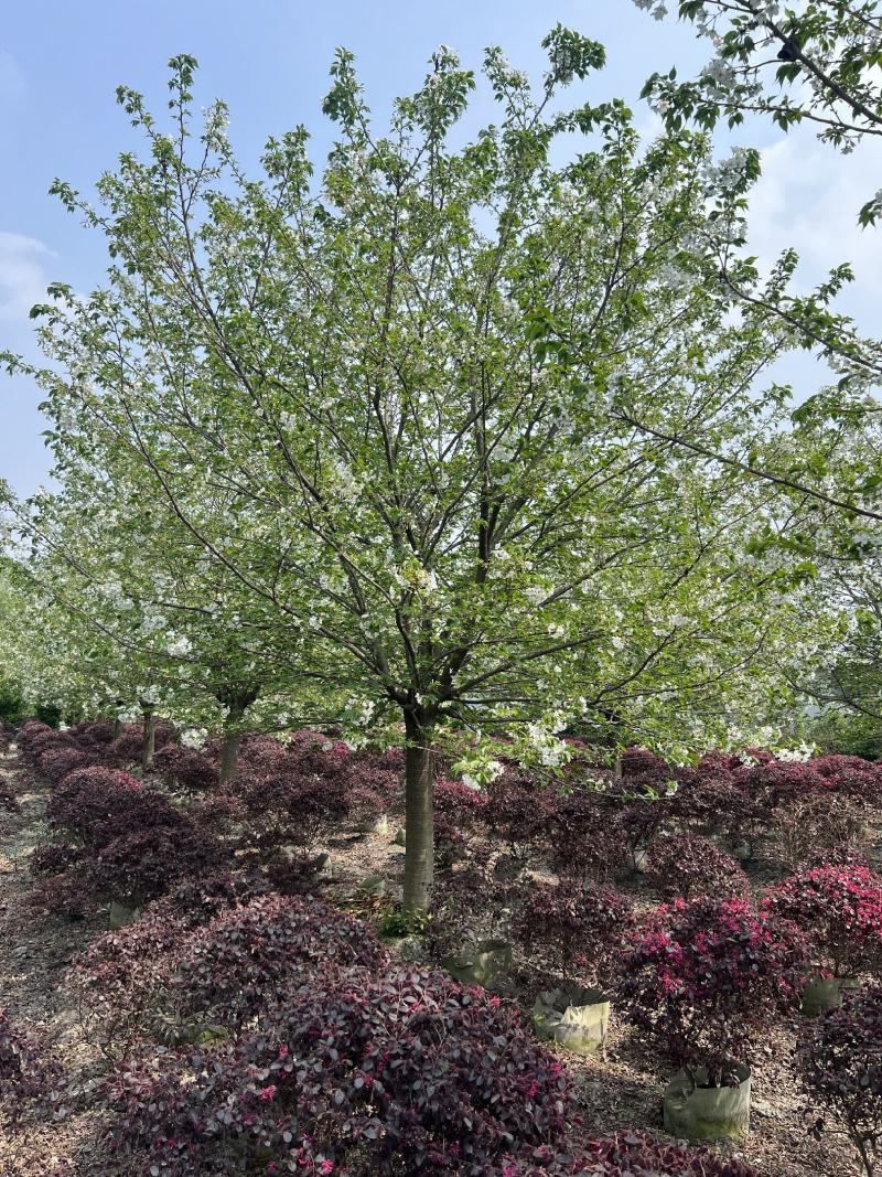 早樱花树，基地大量出售早樱花树，树形优美易存活。