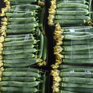 鲜花丝瓜大量上