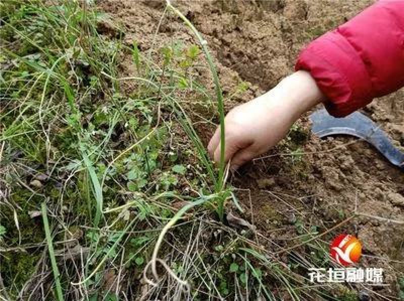 野生胡葱去泥巴