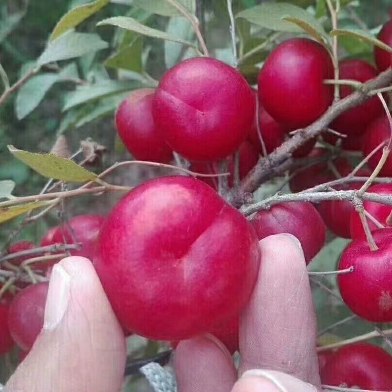 钙过树苗，营养丰富，产量高，好管理，好活，包邮包活，