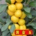 钙过树苗，营养丰富，产量高，好管理，好活，包邮包活，
