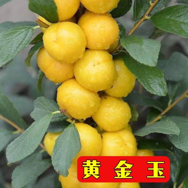 钙过树苗，营养丰富，产量高，好管理，好活，包邮包活，