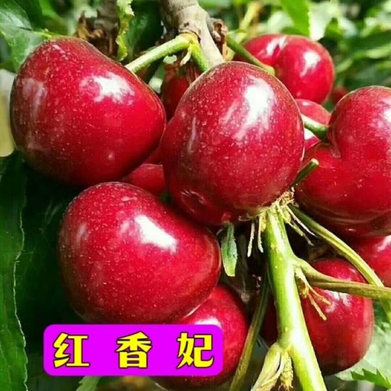 钙过树苗，营养丰富，产量高，好管理，好活，包邮包活，