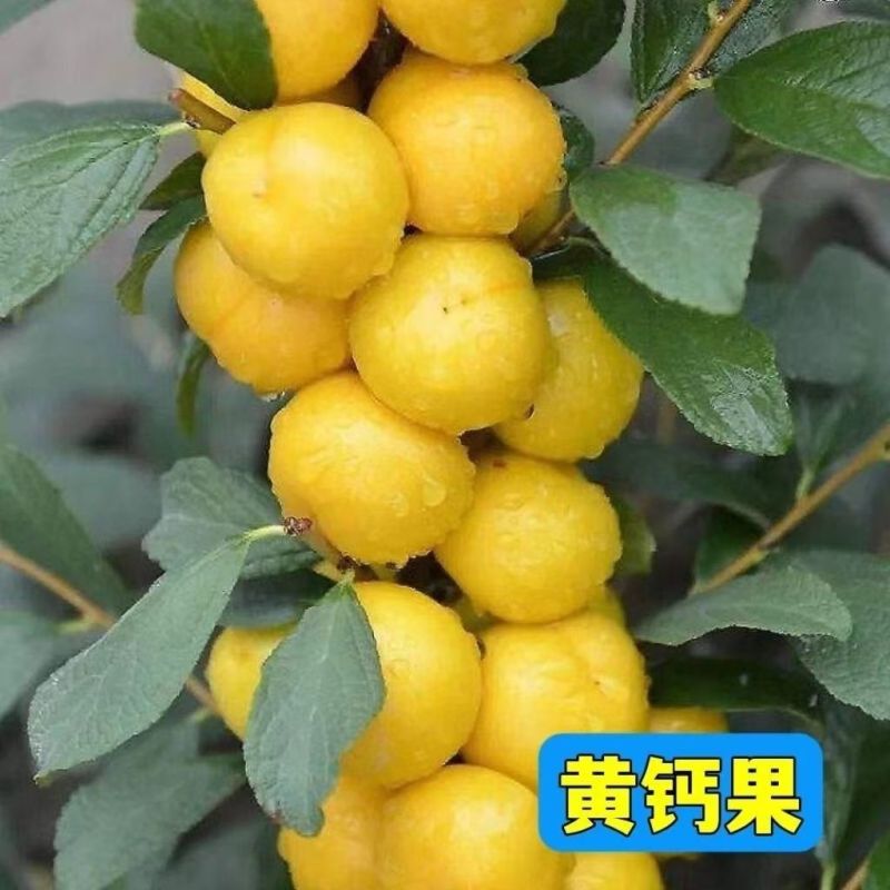 钙过树苗，营养丰富，产量高，好管理，好活，包邮包活，