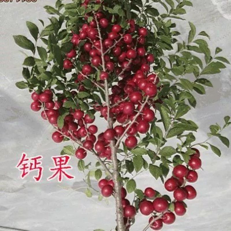 钙过树苗，营养丰富，产量高，好管理，好活，包邮包活，