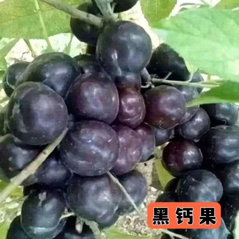钙过树苗，营养丰富，产量高，好管理，好活，包邮包活，