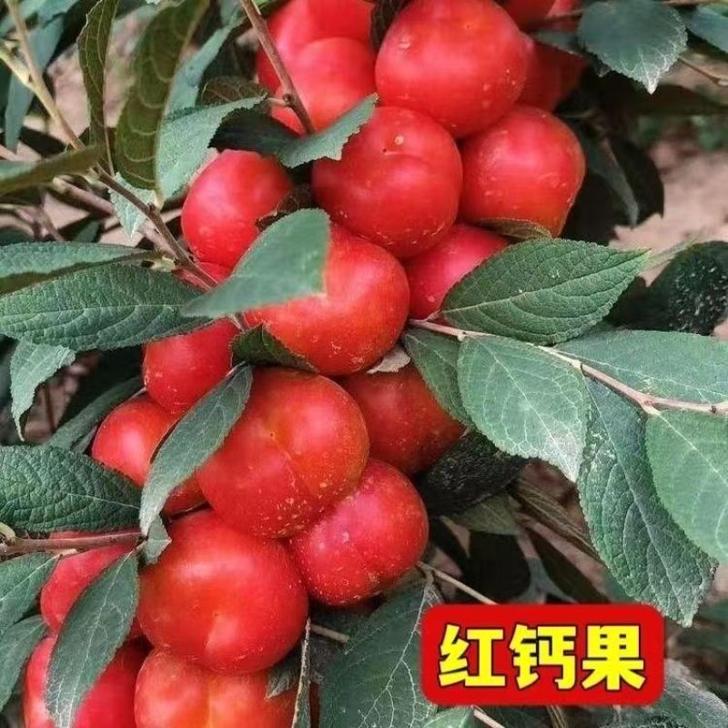 钙过树苗，营养丰富，产量高，好管理，好活，包邮包活，