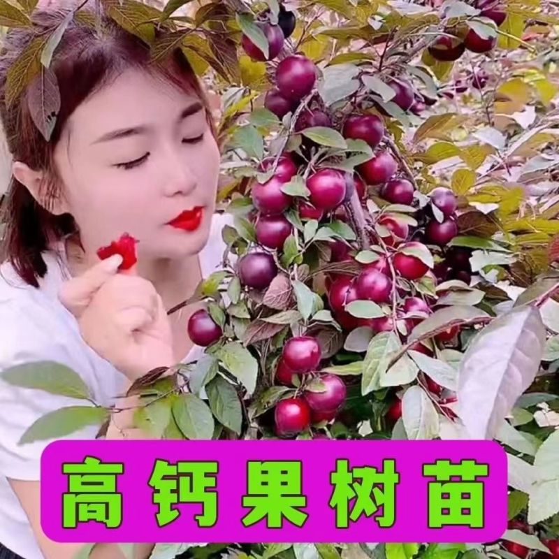 钙过树苗，营养丰富，产量高，好管理，好活，包邮包活，