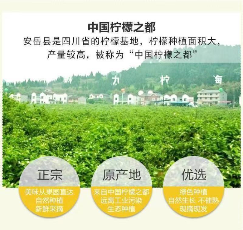 安岳黄柠檬水果当季新鲜水果整箱批发薄皮精选柠檬果子