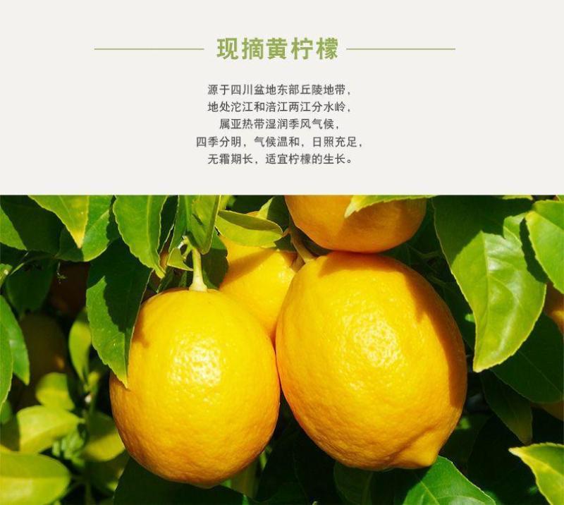 安岳黄柠檬水果当季新鲜水果整箱批发薄皮精选柠檬果子