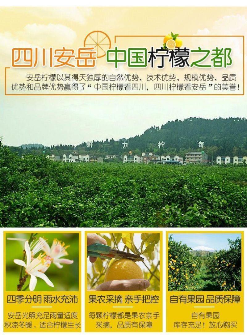 安岳黄柠檬水果当季新鲜水果整箱批发薄皮精选柠檬果子
