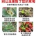 专打草莓抗性红蜘，黄蜘蛛，蓟马，卵磷脂+脂肪醇聚乙烯醚