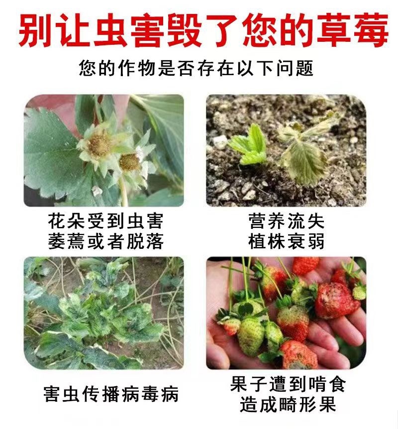 专打草莓抗性红蜘，黄蜘蛛，蓟马，卵磷脂+脂肪醇聚乙烯醚