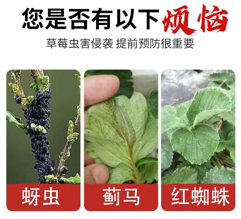 专打草莓抗性红蜘，黄蜘蛛，蓟马，卵磷脂+脂肪醇聚乙烯醚