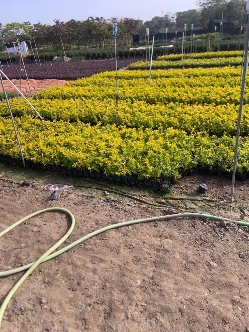 黄素梅小袋中袋基地直销质量优质欢迎老板来电咨询合作