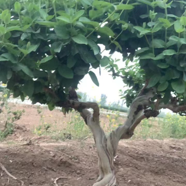 占地金银花
