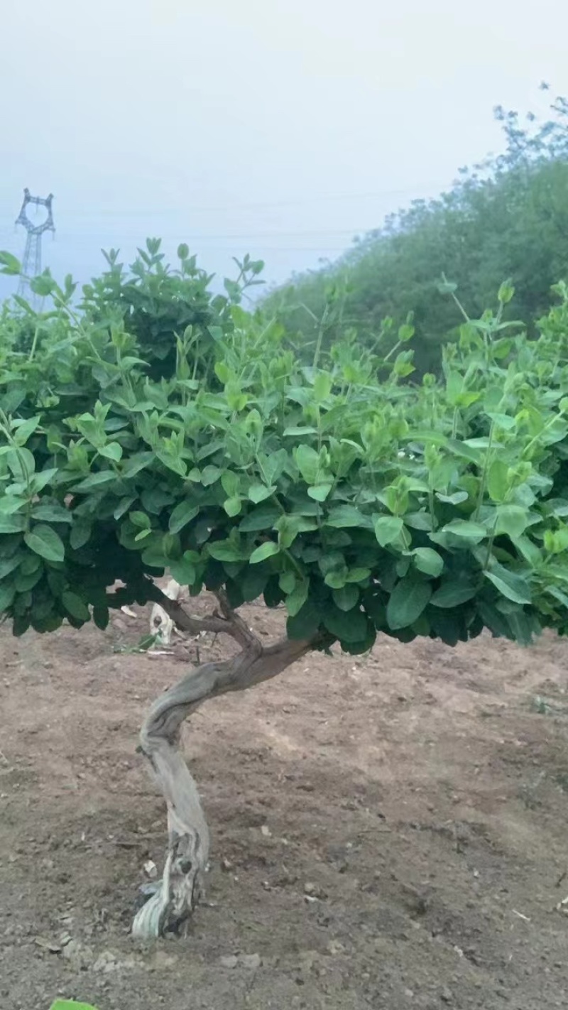 占地金银花