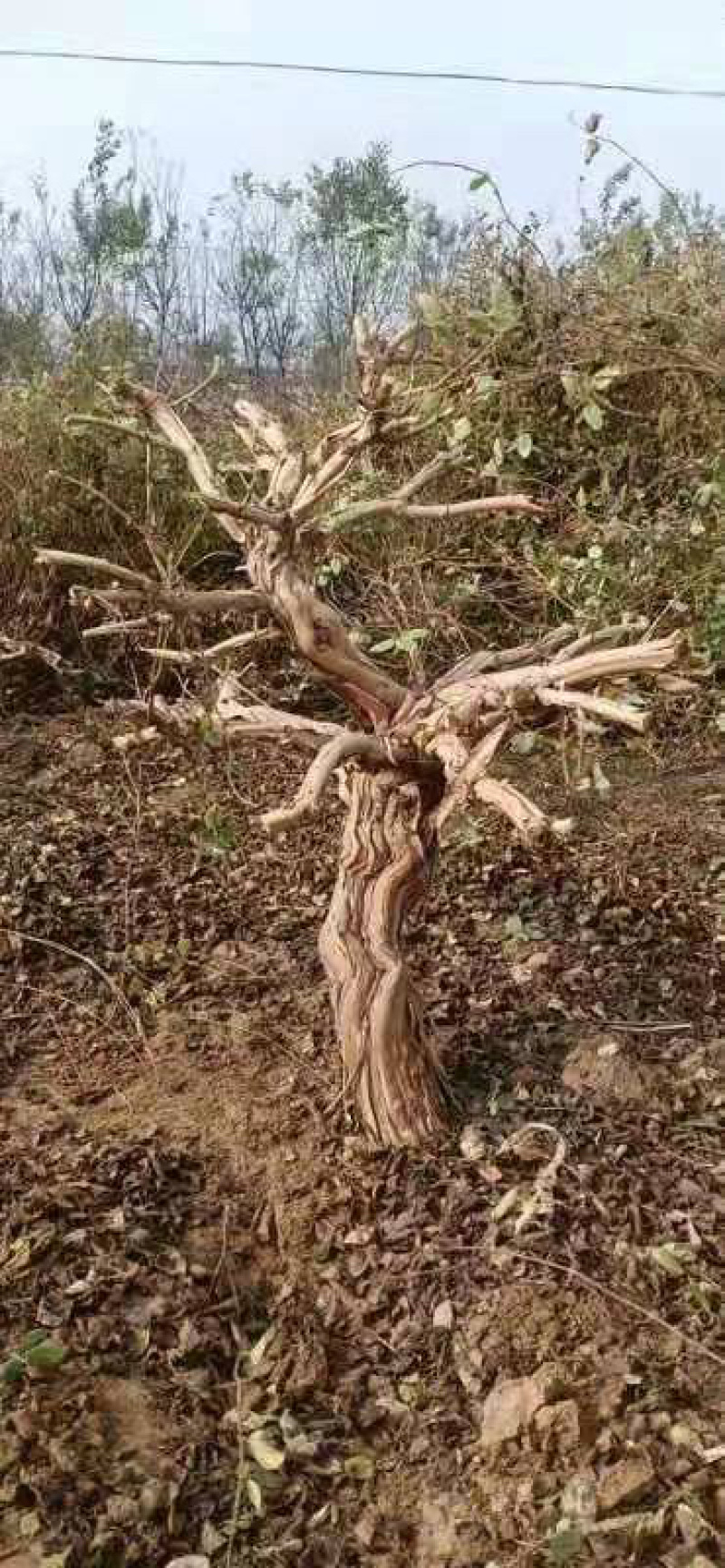 占地金银花