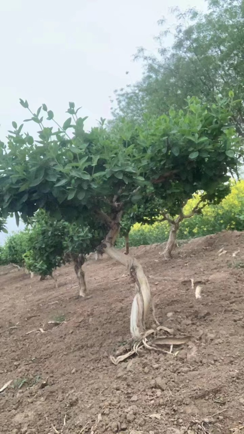 占地金银花