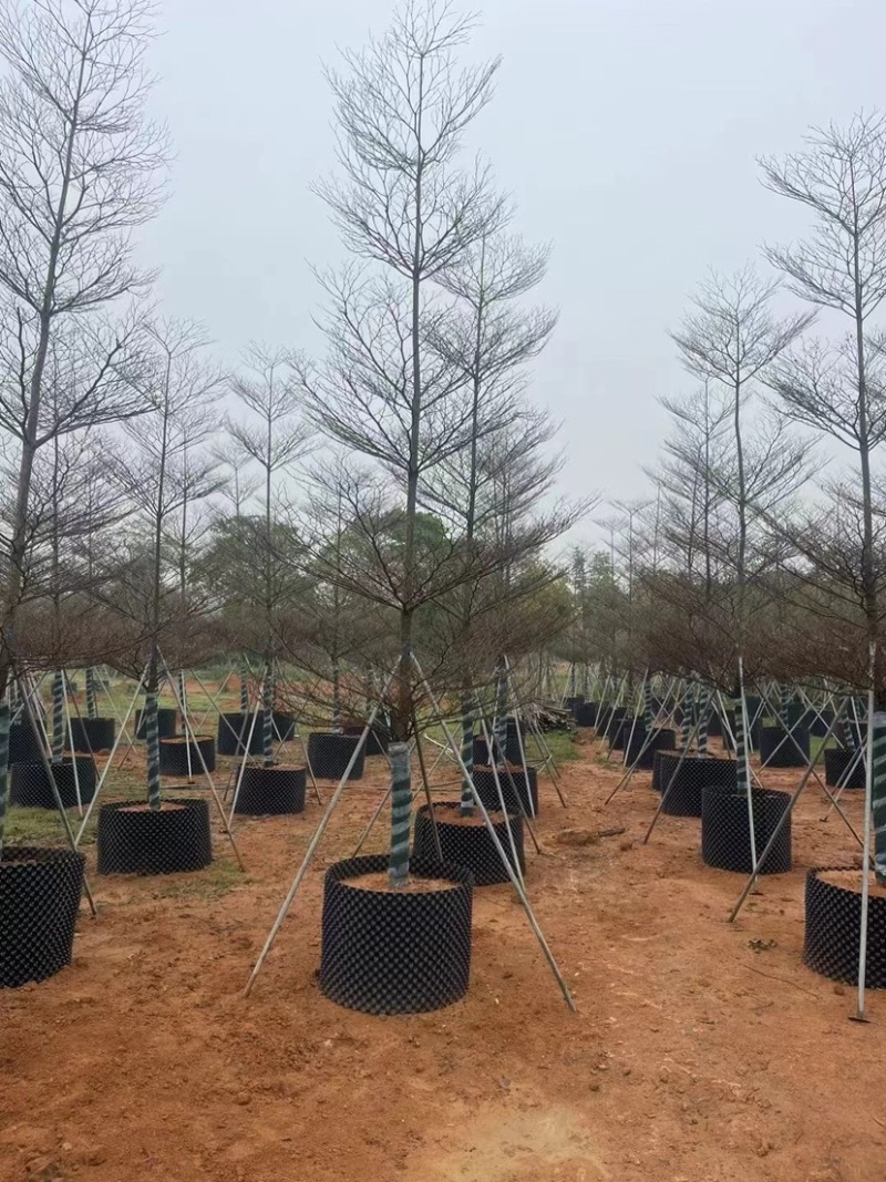 锦叶榄仁6～12公分基地直销规格齐全欢迎老板来电咨询