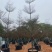 锦叶榄仁6～12公分基地直销规格齐全欢迎老板来电咨询