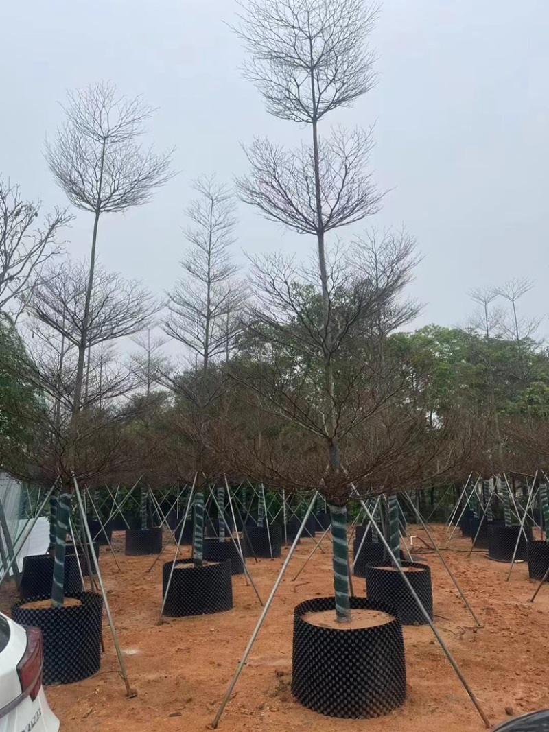 锦叶榄仁6～12公分基地直销规格齐全欢迎老板来电咨询