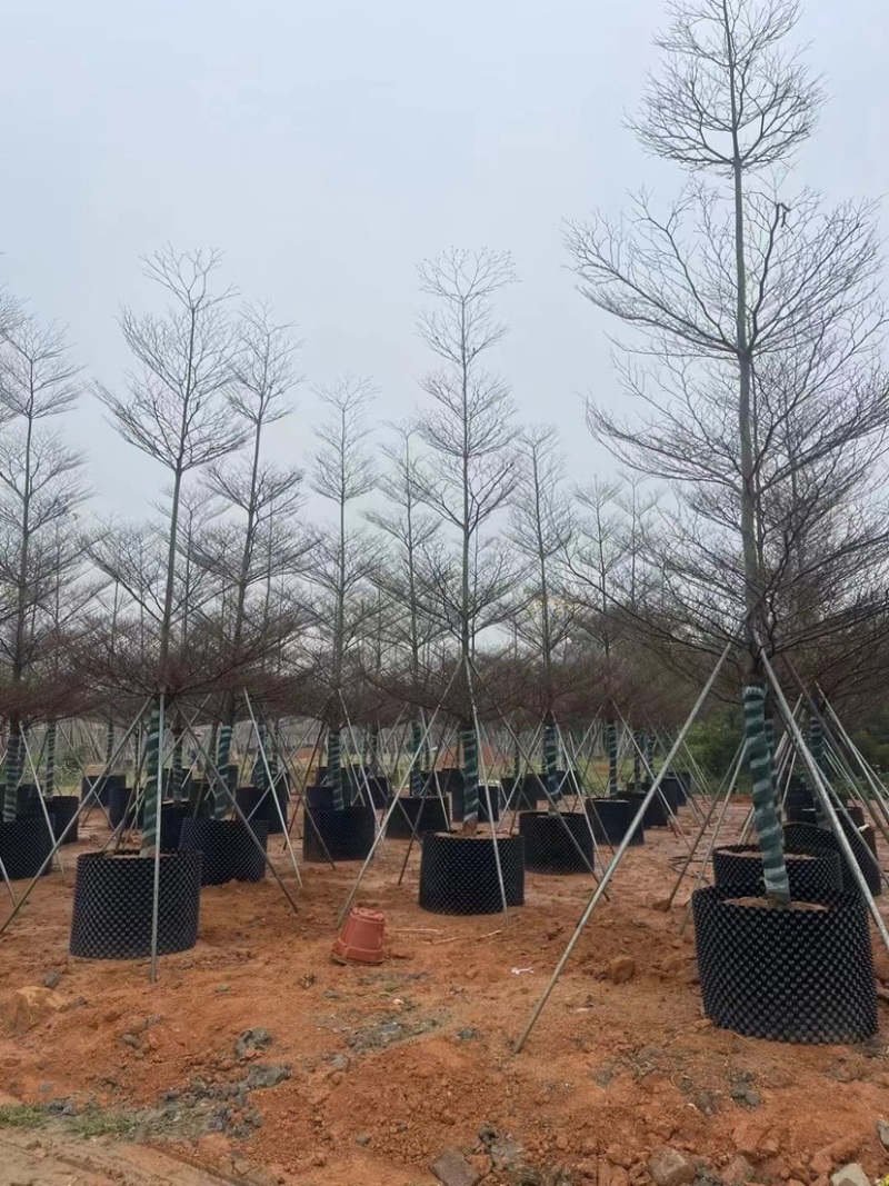 锦叶榄仁6～12公分基地直销规格齐全欢迎老板来电咨询