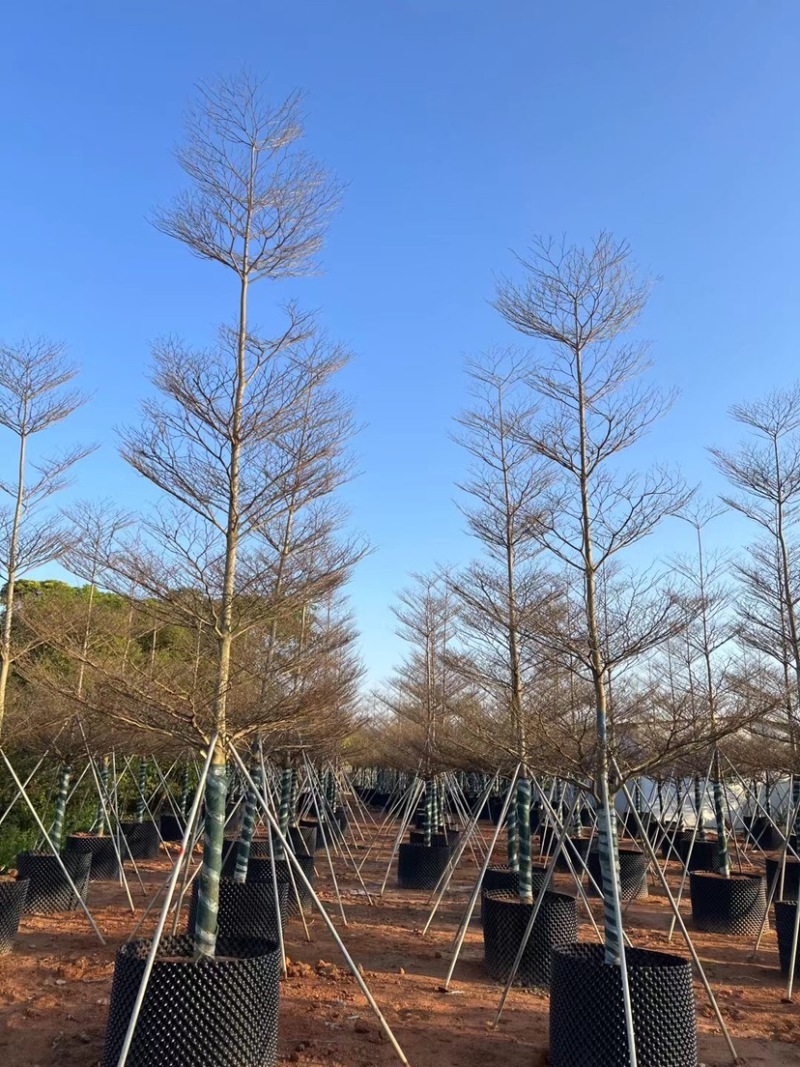 锦叶榄仁6～12公分基地直销规格齐全欢迎老板来电咨询