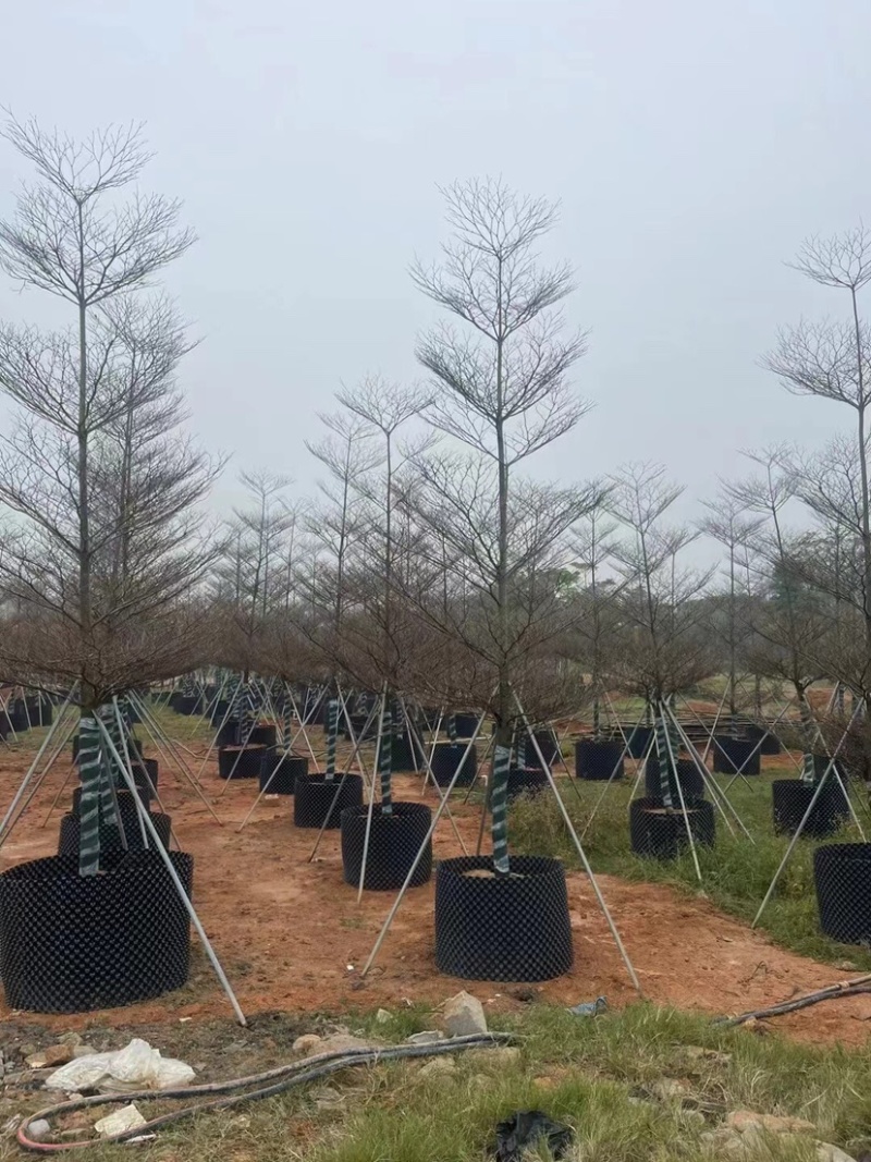 锦叶榄仁6～12公分基地直销规格齐全欢迎老板来电咨询