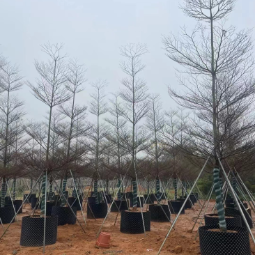 锦叶榄仁6～12公分基地直销规格齐全欢迎老板来电咨询