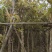 大叶榕基地直销规格齐全欢迎老板来电咨询合作