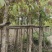 大叶榕基地直销规格齐全欢迎老板来电咨询合作