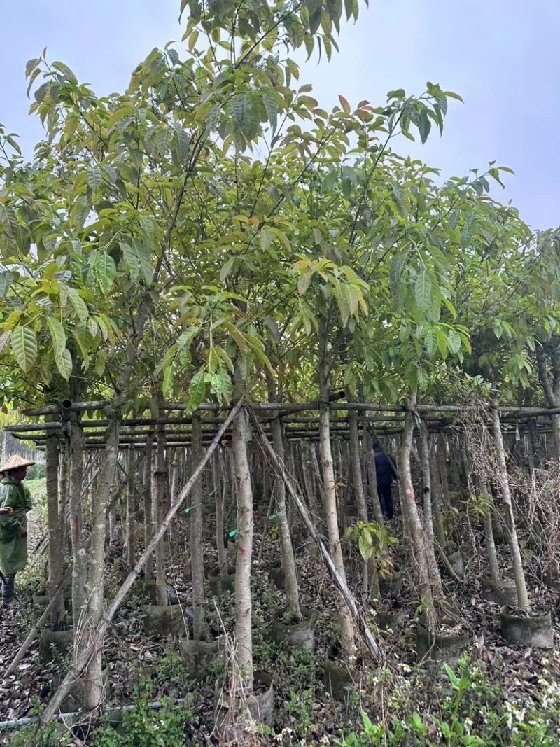 大叶榕基地直销规格齐全欢迎老板来电咨询合作