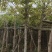 大叶榕基地直销规格齐全欢迎老板来电咨询合作