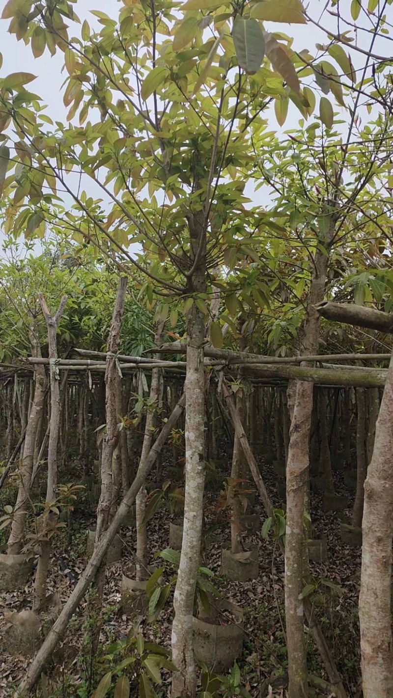 大叶榕基地直销规格齐全欢迎老板来电咨询合作
