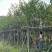 宫粉紫荆基地直销规格齐全欢迎老板来电洽谈合作
