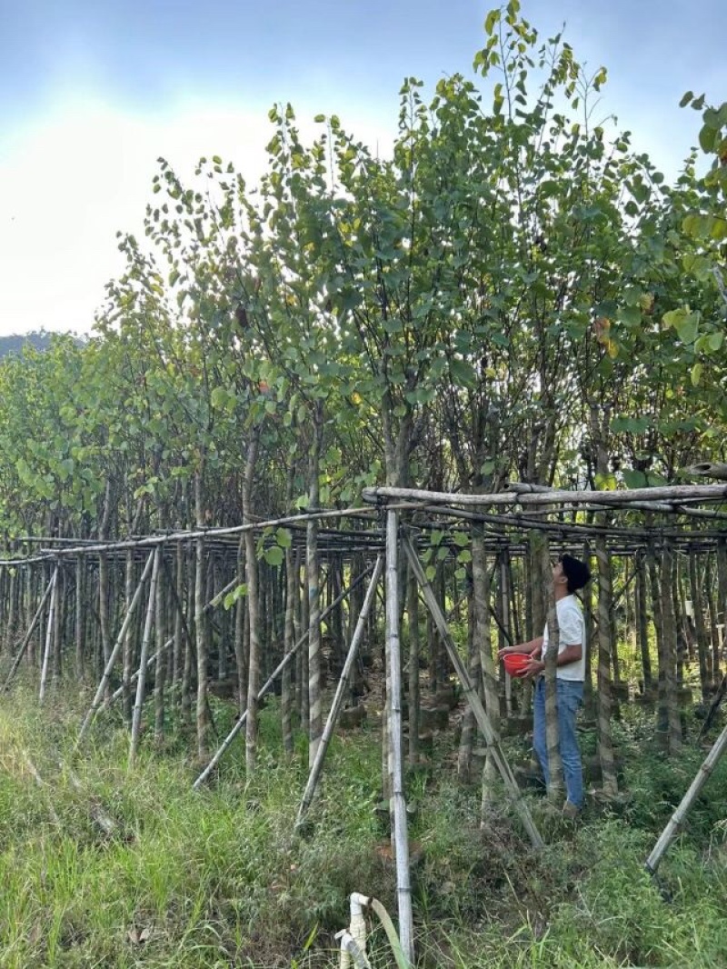 宫粉紫荆基地直销规格齐全欢迎老板来电洽谈合作