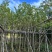 宫粉紫荆基地直销规格齐全欢迎老板来电洽谈合作