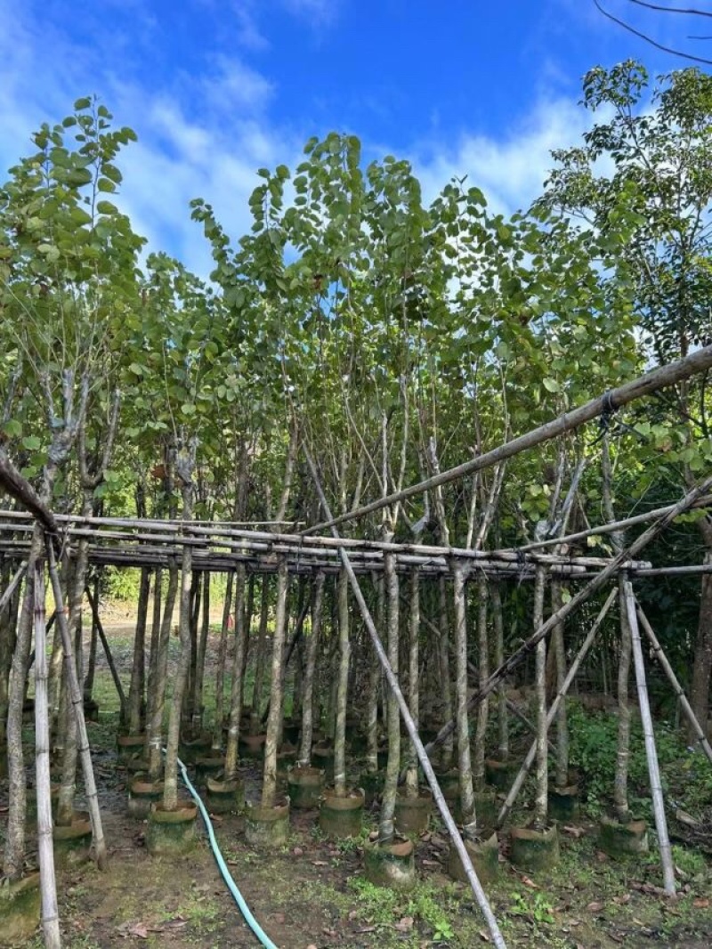 宫粉紫荆基地直销规格齐全欢迎老板来电洽谈合作