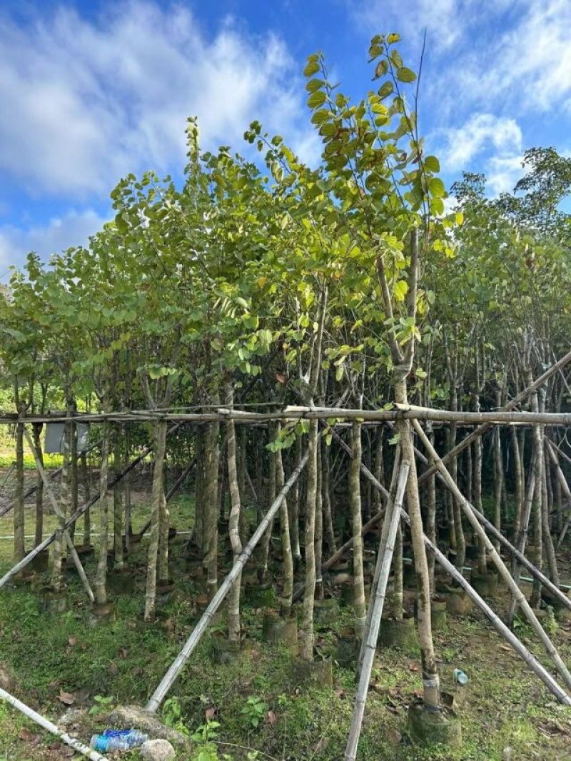 宫粉紫荆基地直销规格齐全欢迎老板来电洽谈合作