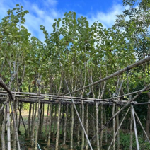 宫粉紫荆基地直销规格齐全欢迎老板来电洽谈合作