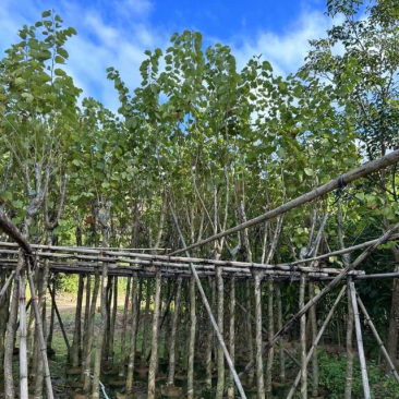宫粉紫荆基地直销规格齐全欢迎老板来电洽谈合作