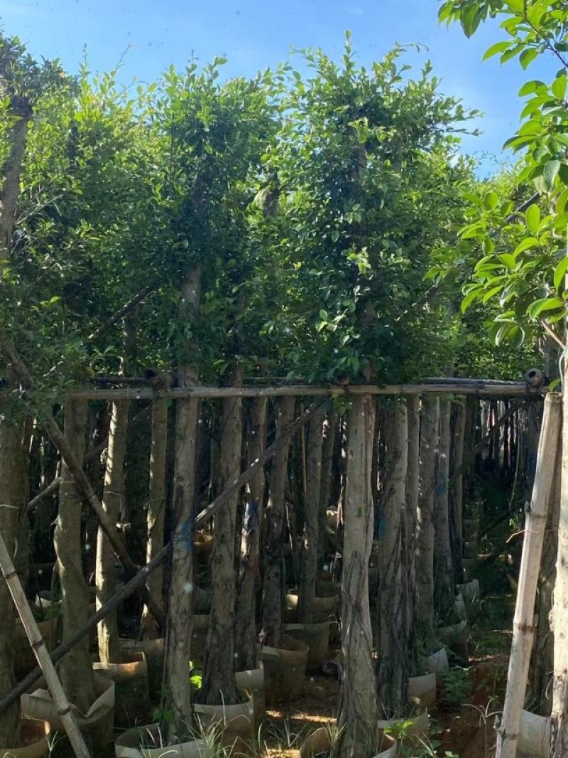 小叶榕基地直销规格齐全欢迎老板来电咨询合作
