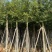 小叶榕基地直销规格齐全欢迎老板来电咨询合作