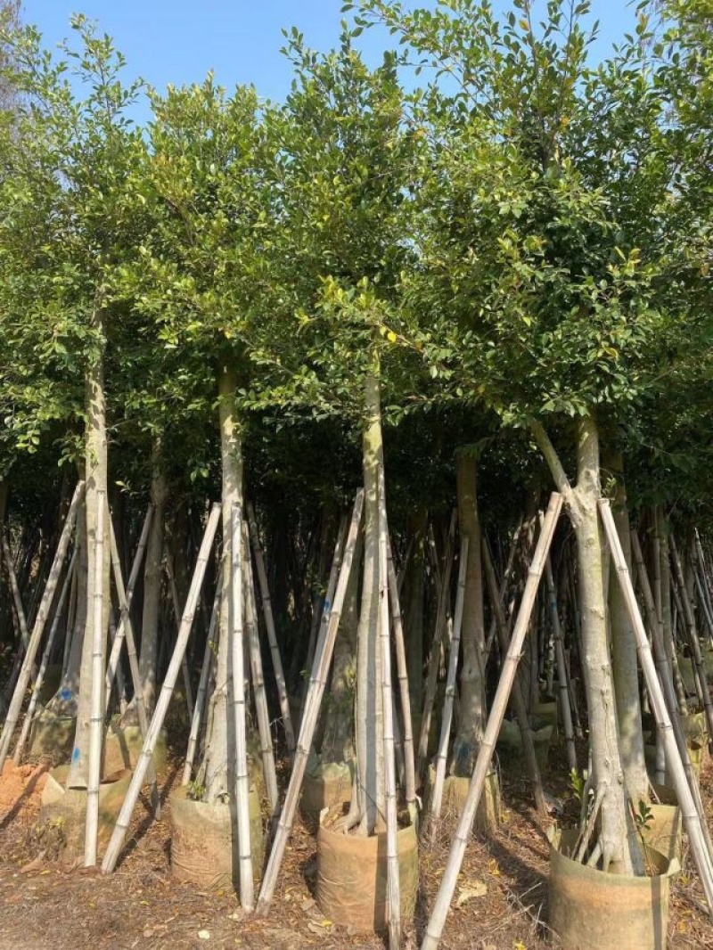 小叶榕基地直销规格齐全欢迎老板来电咨询合作