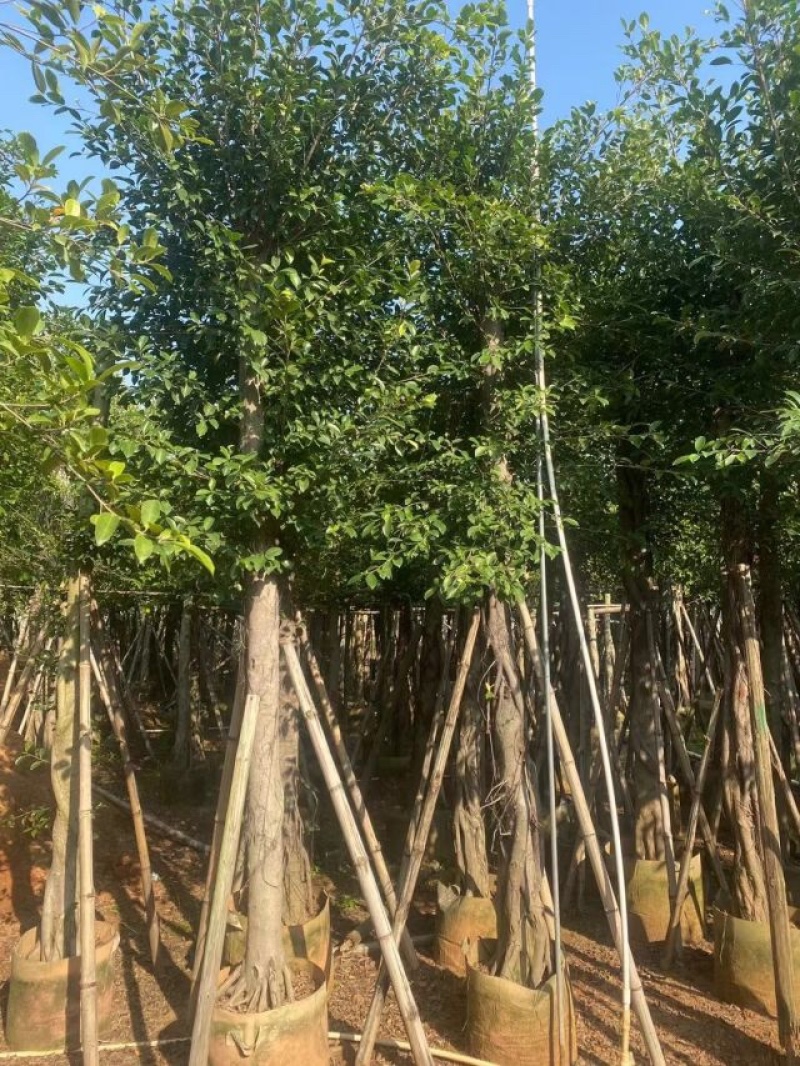 小叶榕基地直销规格齐全欢迎老板来电咨询合作