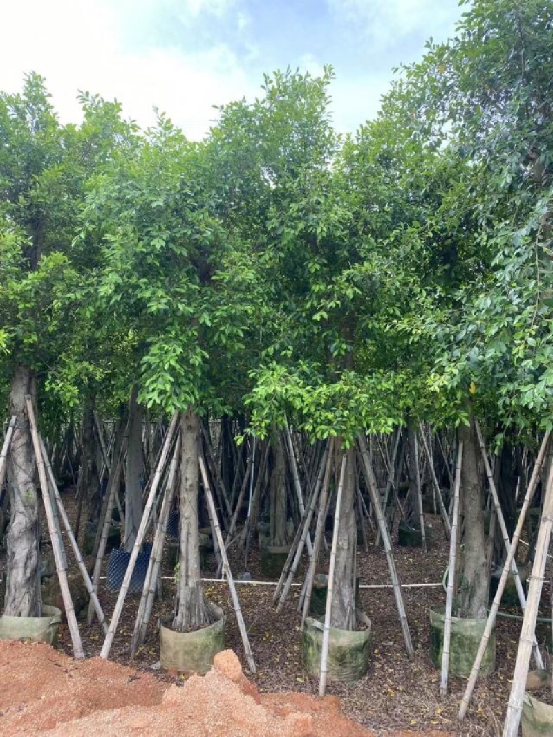 小叶榕基地直销规格齐全欢迎老板来电咨询合作